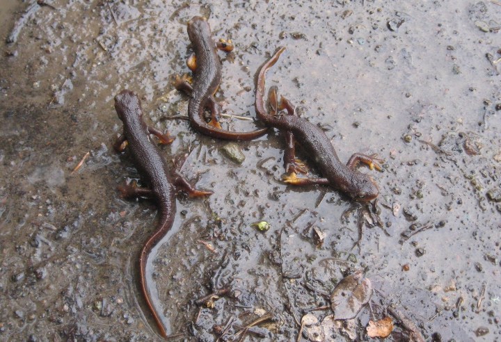 California Newt